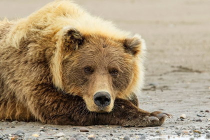 Picture of BROWN BEAR RESTING ON THE BEACH-SILVER SALMON CREEK-LAKE CLARK NATIONAL PARK-ALASKA