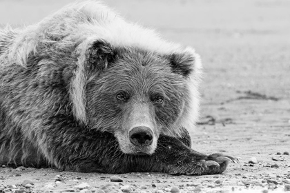 Picture of BROWN BEAR RESTING ON THE BEACH-SILVER SALMON CREEK-LAKE CLARK NATIONAL PARK-ALASKA
