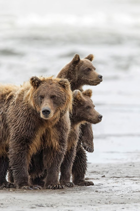 Picture of FEMALE BROWN BEAR AND CUBS-SILVER SALMON CREEK-LAKE CLARK NATIONAL PARK-ALASKA