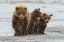 Picture of FEMALE BROWN BEAR AND CUBS-SILVER SALMON CREEK-LAKE CLARK NATIONAL PARK-ALASKA