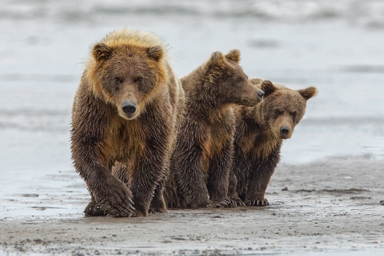 Picture of FEMALE BROWN BEAR AND CUBS-SILVER SALMON CREEK-LAKE CLARK NATIONAL PARK-ALASKA