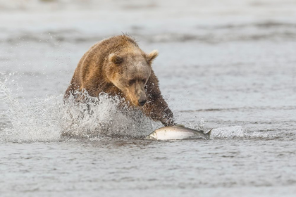 Picture of BROWN BEAR CHASING SALMON-SILVER SALMON CREEK-LAKE CLARK NATIONAL PARK-ALASKA