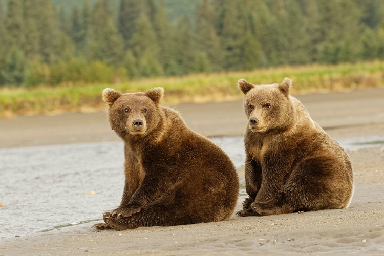 Picture of BROWN BEAR CUBS NURSING-SILVER SALMON CREEK-LAKE CLARK NATIONAL PARK-ALASKA