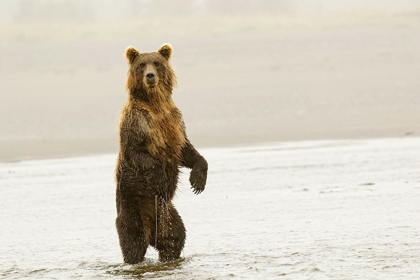 Picture of BROWN BEAR STANDING UPRIGHT-SILVER SALMON CREEK-LAKE CLARK NATIONAL PARK-ALASKA