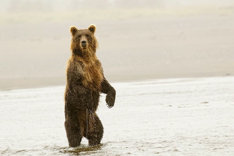 Picture of BROWN BEAR STANDING UPRIGHT-SILVER SALMON CREEK-LAKE CLARK NATIONAL PARK-ALASKA