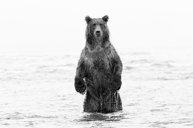 Picture of BROWN BEAR STANDING UPRIGHT-SILVER SALMON CREEK-LAKE CLARK NATIONAL PARK-ALASKA