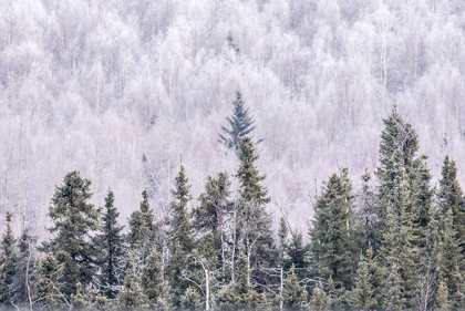 Picture of ALASKA-FAIRBANKS FROSTY FOREST LANDSCAPE