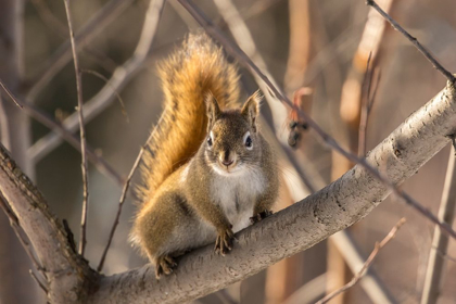 Picture of ALASKA-FAIRBANKS RED SQUIRREL IN TREE