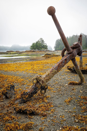 Picture of ALASKA-SITKA OLD ANCHORS AT OCEAN LOW TIDE 
