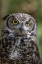 Picture of ALASKA-SITKA GREAT HORNED OWL AT ALASKA RAPTOR CENTER 