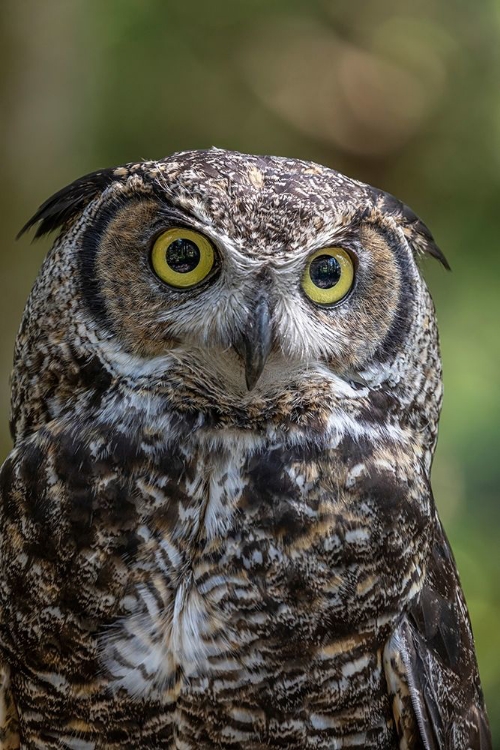 Picture of ALASKA-SITKA GREAT HORNED OWL AT ALASKA RAPTOR CENTER 