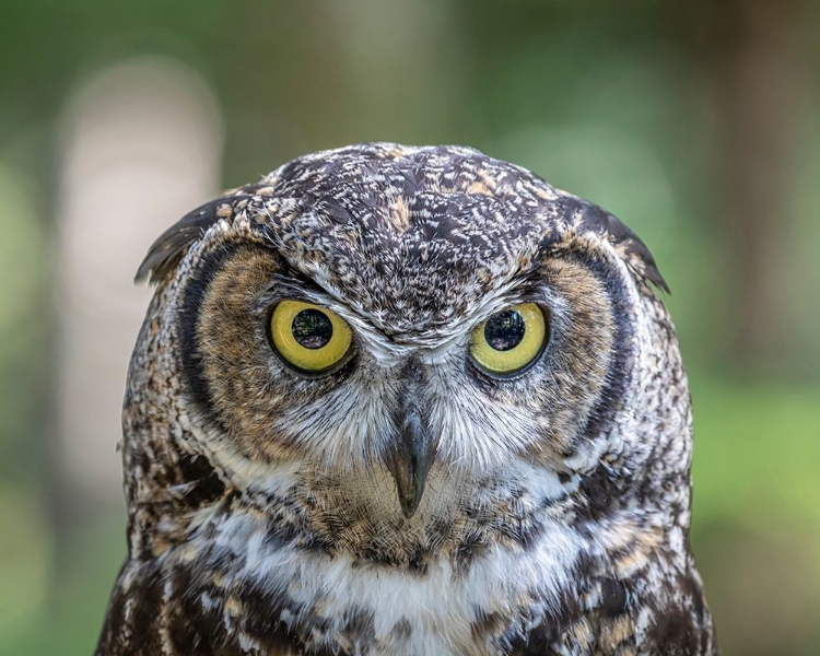 Picture of ALASKA-SITKA GREAT HORNED OWL AT ALASKA RAPTOR CENTER 