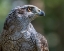 Picture of ALASKA-SITKA NORTHERN GOSHAWK CAPTIVE AT ALASKA RAPTOR CENTER 