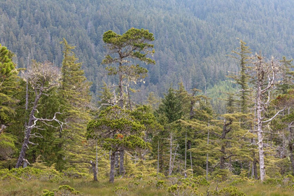Picture of ALASKA-STARRIGAVAN VALLEY FOREST LANDSCAPE 