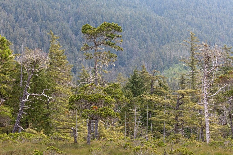 Picture of ALASKA-STARRIGAVAN VALLEY FOREST LANDSCAPE 