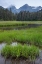 Picture of ALASKA-SITKA MEADOW AT HIGH TIDE IN TONGASS NATIONAL FOREST 