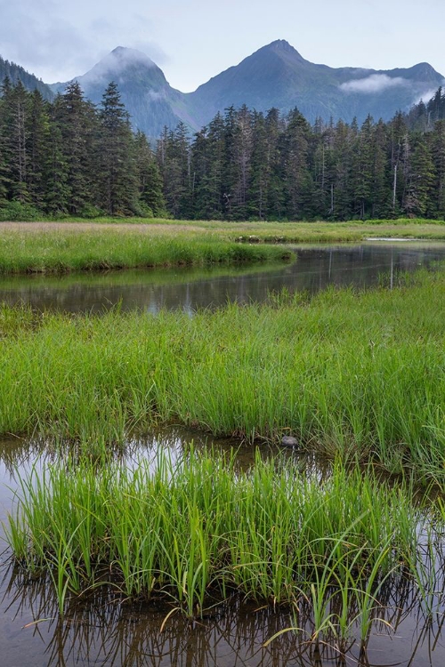 Picture of ALASKA-SITKA MEADOW AT HIGH TIDE IN TONGASS NATIONAL FOREST 