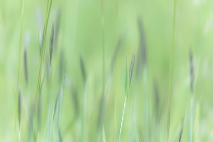 Picture of ALASKA-TONGASS NATIONAL FOREST ABSTRACT OF MEADOW GRASS 