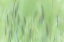 Picture of ALASKA-TONGASS NATIONAL FOREST ABSTRACT OF MEADOW GRASS 