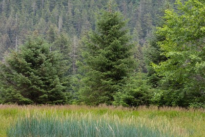 Picture of ALASKA-TONGASS NATIONAL FOREST MEADOW AND FOREST LANDSCAPE 