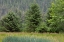 Picture of ALASKA-TONGASS NATIONAL FOREST MEADOW AND FOREST LANDSCAPE 