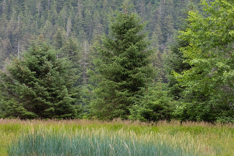 Picture of ALASKA-TONGASS NATIONAL FOREST MEADOW AND FOREST LANDSCAPE 