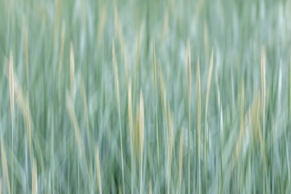 Picture of ALASKA-TONGASS NATIONAL FOREST ABSTRACT OF MEADOW GRASS 
