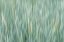 Picture of ALASKA-TONGASS NATIONAL FOREST ABSTRACT OF MEADOW GRASS 