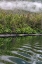 Picture of ALASKA-TONGASS NATIONAL FOREST BOAT WAKE RIPPLES IN MIRROR HARBOR 