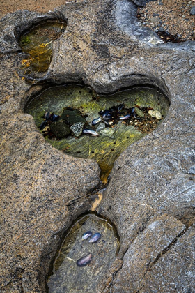 Picture of ALASKA-CHICHAGOF ISLAND-BASKET BAY HEART-SHAPED POOL IN ROCK 