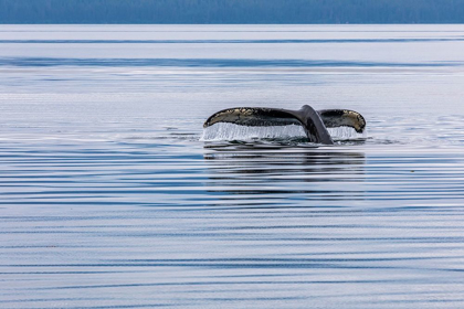 Picture of ALASKA-CHATHAM STRAIT HUMPBACK WHALE DIVING 