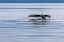 Picture of ALASKA-CHATHAM STRAIT HUMPBACK WHALE DIVING 