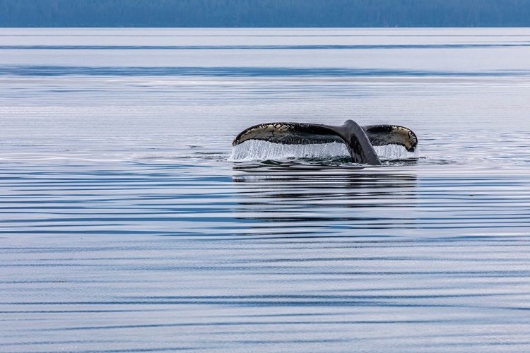 Picture of ALASKA-CHATHAM STRAIT HUMPBACK WHALE DIVING 