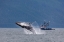 Picture of ALASKA-CHATHAM STRAIT BREACHING HUMPBACK WHALE NEAR FISHING BOAT 