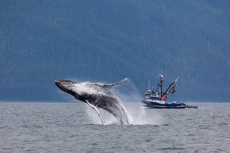 Picture of ALASKA-CHATHAM STRAIT BREACHING HUMPBACK WHALE NEAR FISHING BOAT 