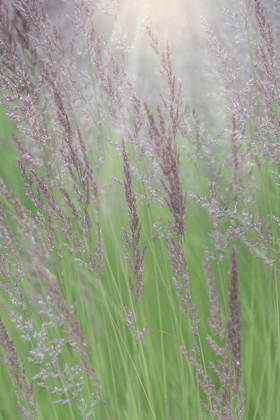 Picture of ALASKA-JUNEAU SUNLIT GRASS IN MEADOW 