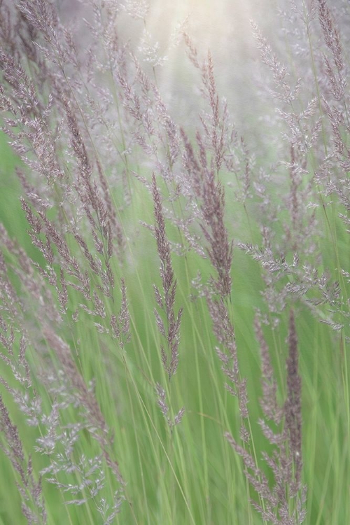 Picture of ALASKA-JUNEAU SUNLIT GRASS IN MEADOW 