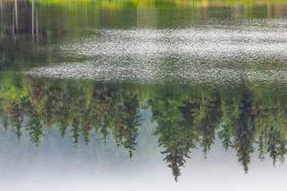 Picture of ALASKA-SITKA FOREST REFLECTION IN SWAN LAKE 