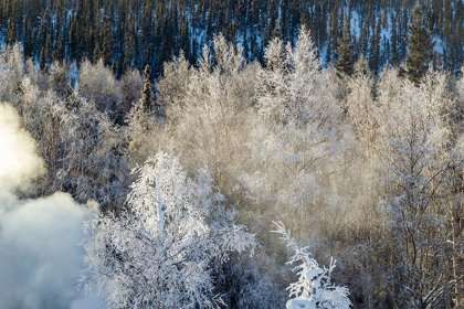 Picture of ALASKA FOG AND FROSTED TREES IN WINTER