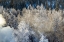 Picture of ALASKA FOG AND FROSTED TREES IN WINTER