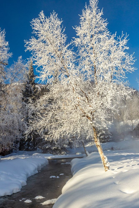 Picture of ALASKA STREAM AND FROSTED TREES IN WINTER