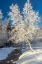 Picture of ALASKA STREAM AND FROSTED TREES IN WINTER