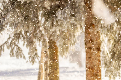 Picture of ALASKA CLOSE-UP OF FROST FALLING FROM BRANCHES IN WINTER