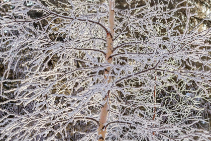 Picture of ALASKA FROST-COVERED TREE LIMBS