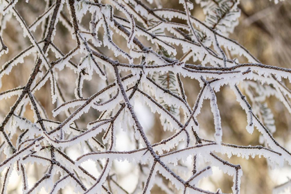 Picture of ALASKA CLOSE-UP OF FROSTED BRANCHES IN WINTER
