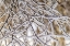 Picture of ALASKA CLOSE-UP OF FROSTED BRANCHES IN WINTER