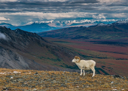 Picture of DALL SHEEP ON RIDGE-FALL TUNDRA-DENALI NATIONAL PARK-ALASKA-USA