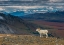 Picture of DALL SHEEP ON RIDGE-FALL TUNDRA-DENALI NATIONAL PARK-ALASKA-USA