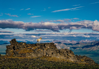 Picture of SOLO DALL RAM ON RIDGE-DENALI NATIONAL PARK-ALASKA-USA