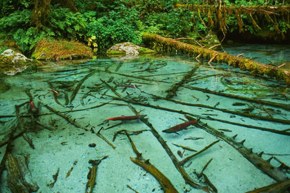 Picture of SALMON SPAWNING HOLE IN FOREST NEAR HAINES-ALASKA-TONGASS NATIONAL FOREST